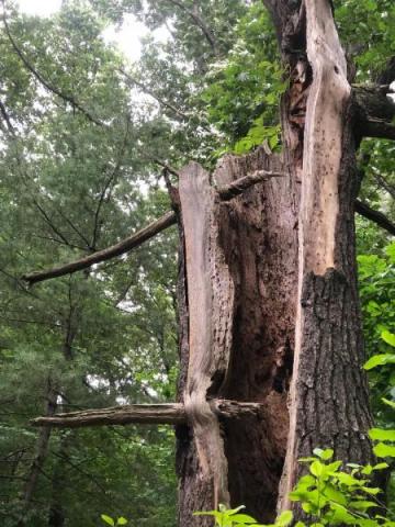 looking upward at hollowed trunk with dead branches outside and inside the trunk