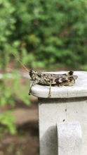 Grasshopper with legs draped over post edge Grasshopper with legs draped over post edge