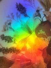 rainbow on dried wedding bouquet.jpg dried flowers in a frame are overlaid with a refracted rainbow